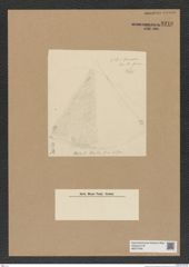 Diatomeae indet. Zeichnungen Sammlung Grunow Nr. 8216 (NHMW-BOT-W0377600)